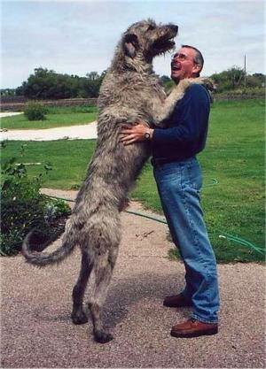 A Huge Dog