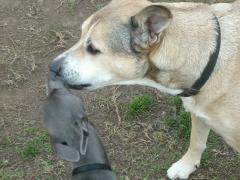 Bimba and Tara, best friends for life.