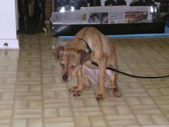 Miniature Pinscher - 