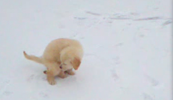 how to deal with dog poop in the winter