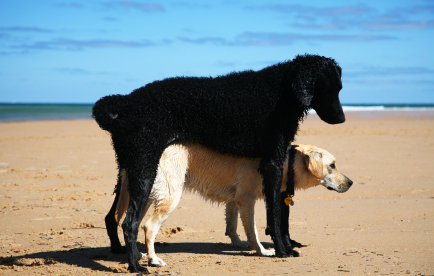 is dog licking a sign of dominance