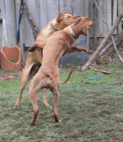 are rhodesian ridgebacks standoffish dogs