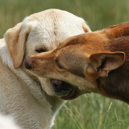 why do dogs kiss each other in the mouth