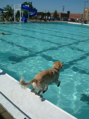 dog swim shoes