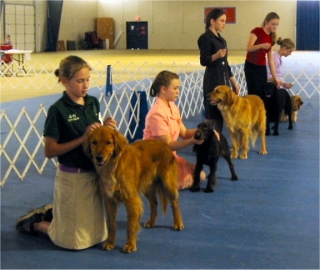 Obedience best sale dog show