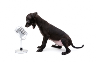 Dog singing hot sale to music