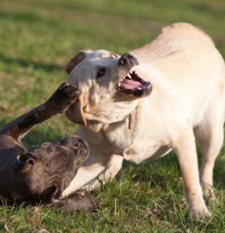 Dogs deals playing aggressively