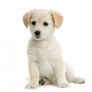 Choosing a Dog Part One: Adopt or Buy 