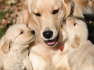 Golden Retriever and Puppies