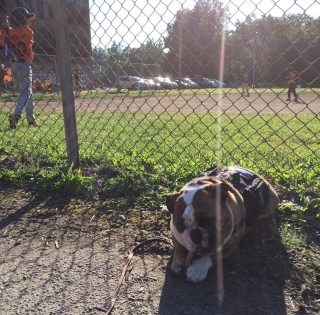 Mack enjoys an All American Pastime. Bully sticks and baseball!