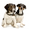 Jack Russell Terriers Sitting 