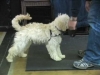 Embedded thumbnail for Week 6 Part 1 (SIRIUS SF Puppy 2)